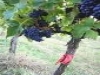 DOCUMENTO VALUTAZIONE RISCHI AZIENDE AGRICOLE