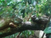 Acquario: iguane e altri rettili
