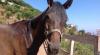 Animali e cavalli in prov di Messina