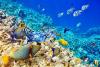 Offerta-Allinclusive-SharmelSheik-barriera-corallina-snorkeling