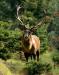 L´Equilibrio della Natura al Parco Nazionale d´Abruzzo