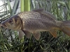 Carpa pesce comune al Trasimeno