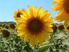 il nostro campo di girasoli in toscana