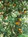 Clima Mite ed Agricultura Biologica in Campania