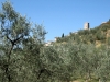 Veduta ulivi in campagna