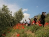 Walking trough the olives