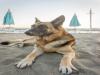 Spiaggia Pet Friendly a Marina di Minturno 