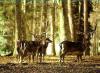 Animali Liberi nella Foresta Umbra, Last Minute