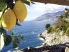 Sorrento citrus production, limoncello di sorrento