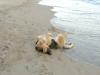 Spiaggia privata accessibile ai cani