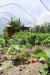 Agriturismo con orto vicino Pinzolo