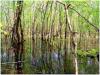 Biodiversity and protected environments, Circeo Park