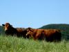 vendita-diretta-carne-bovina-umbria-Lagotrasimeno
