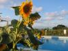 Piscina ed idromassaggio vicino a Tropea- Agriturismo Contrada
