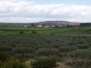 Coltivazione mandorleti e vendita olio, Sicilia