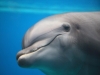 Dolphins at the Aquarium of Genoa