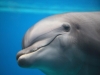 Delfini all'Acquario di Genova