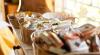 Ricca colazione