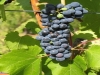grappolo d'uva di sagrantino