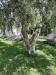 hotel con giardino e lettini a Mattinata