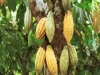 Cocoa plant
