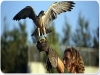 Show with birds in Oltremare