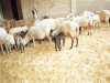 La nostra fattoria e i nostri animali