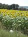 bb-todi-umbria-appartamenti-aziendaagricola-ecoturismorurale-petfriendly-giardino