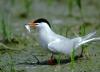 Birdwatching in Italy, Birds of all species,