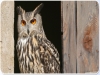 Owls and other raptors to be seen in Oltremare