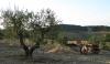Agriturismo di campagna con appartamenti