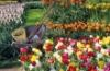 giardinaggio, offerte e preventivi in Umbria