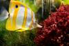 Offerte Sharm-allinclusive-Villaggi 5 Stelle