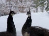 pavoni tra la neve a Monestevole