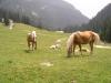 Animali, tanto verde e relax