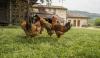 Agriturismo con camere in B&B, prodotti  km0