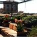 progettazione giardini pensili