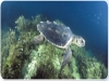 Tartarughe in acquario ad Oltremare