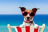Spiaggia con cani ammessi in Veneto