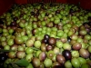 Olive umbre