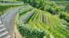 Hotel con azienda agricola Ischia