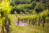 Degustazioni di vini in vigna 