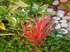 Piante e fiori rari 