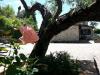Rosa B&B casale San Terenziano vicino Bastardo