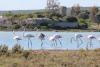 I fenicotteri rosa (foto dal sito leccecronaca.it)