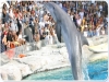 Dolphin show at low prices