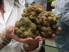 XXII° edizione della Mostra Mercato del Tartufo