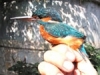 Martin Pescatore, specie protetta del Trasimeno