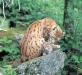 Incontrare la Lince Europea al Parco Nazionale