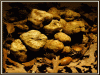 verace_tartufo bianco